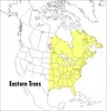 Field Guide to Eastern Trees