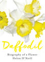 Daffodil