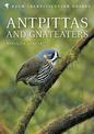 Antpittas and Gnateaters