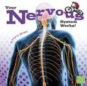 Your Nervous System Works (Your Body Systems)