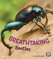 Breathtaking Beetles (Bugs are Beautiful!)