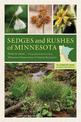 Sedges and Rushes of Minnesota: The Complete Guide to Species Identification