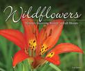 Wildflowers: Nature's Stunning Beauty on Display