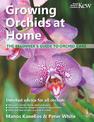 Growing Orchids at Home: The Beginner's Guide to Orchid Care