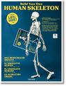 Build Your Own Human Skeleton - Life Size!